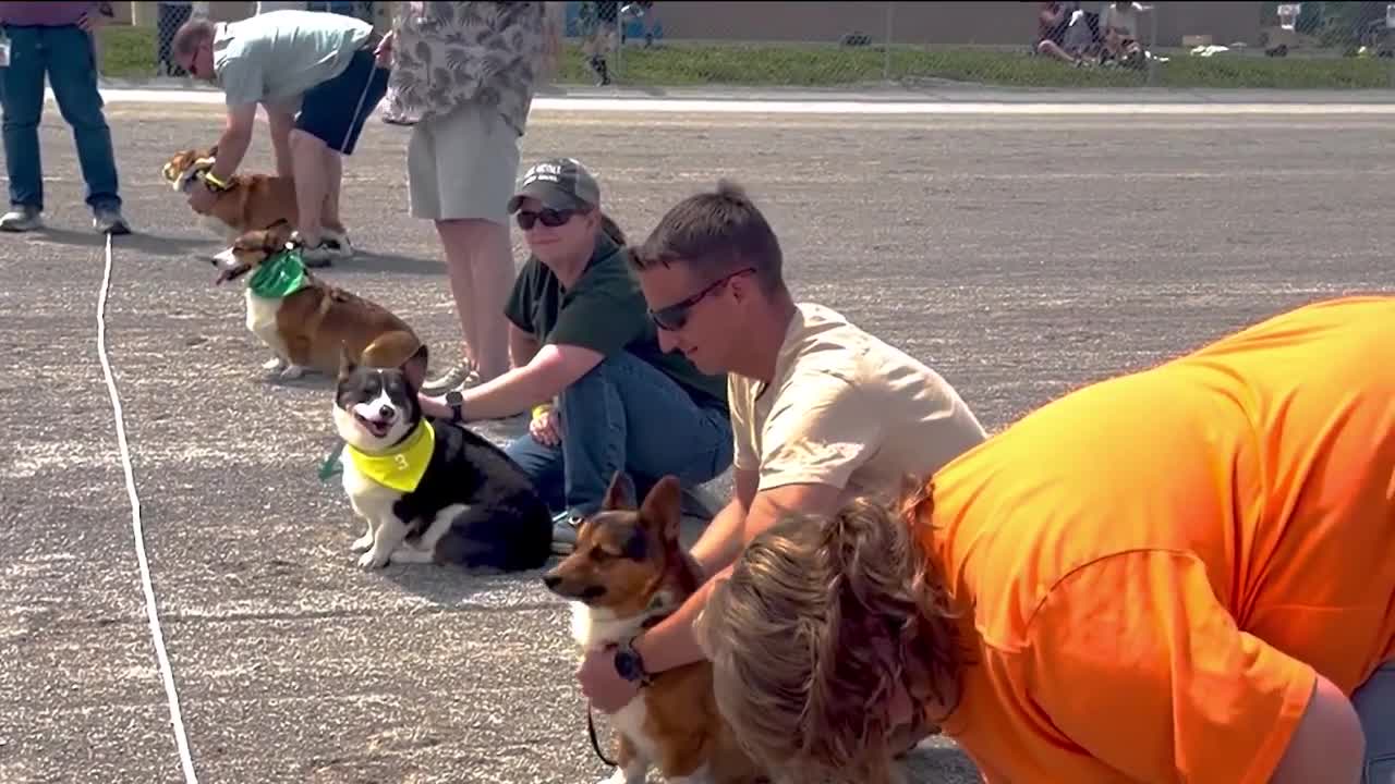 Corgi racing.jpg
