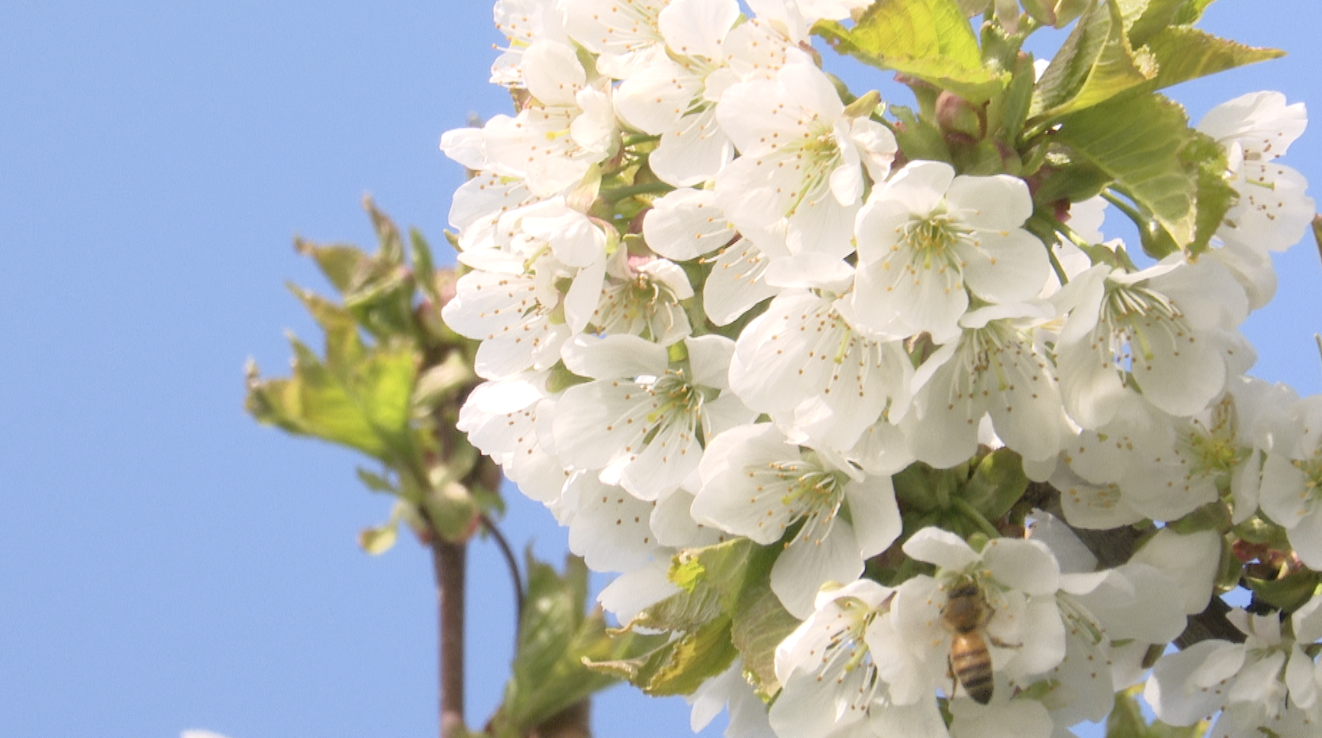 Cherry Blossoms
