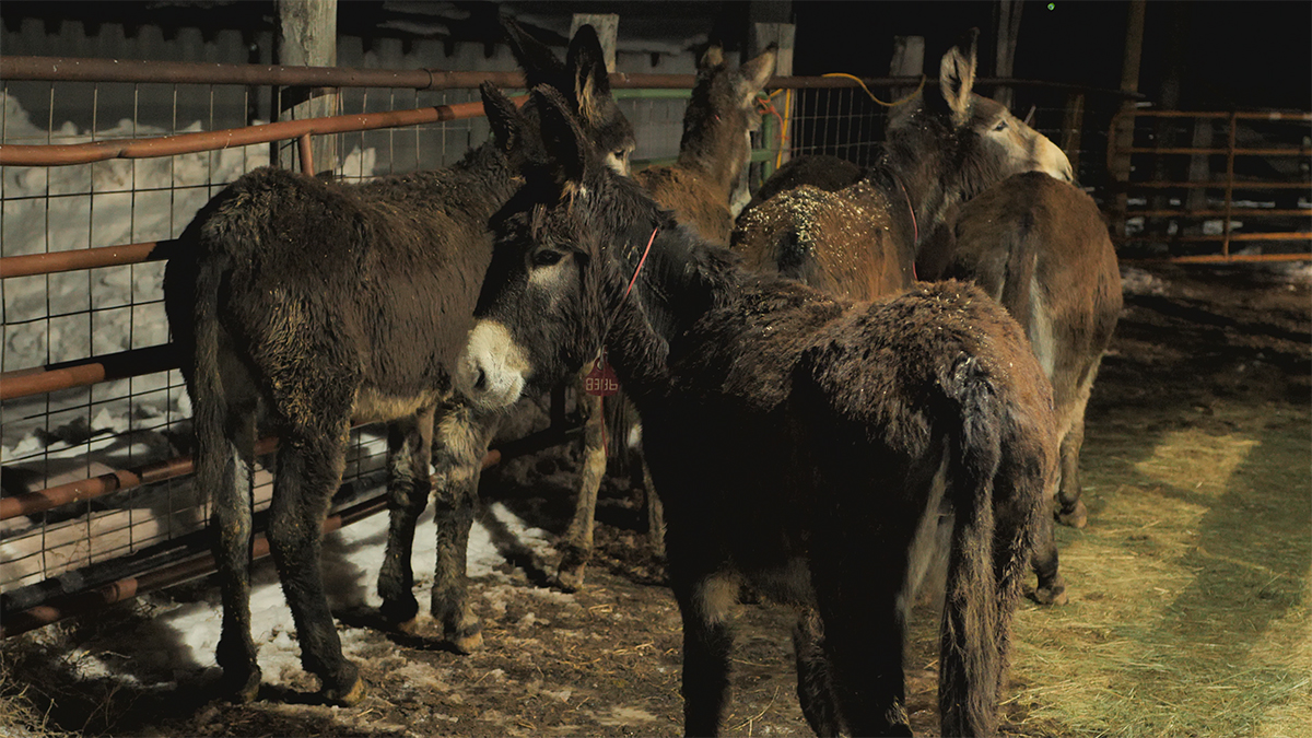 CPW turns to burros to help stop wolf depredation on Jackson County rancher's property - Vimarsana News