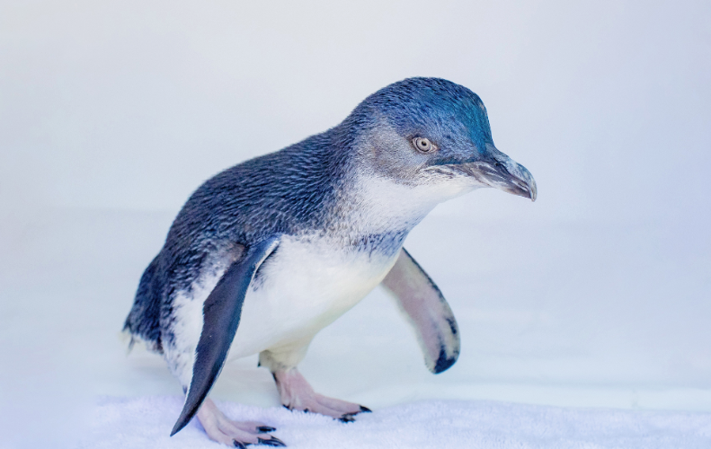 Azulito the Penguin