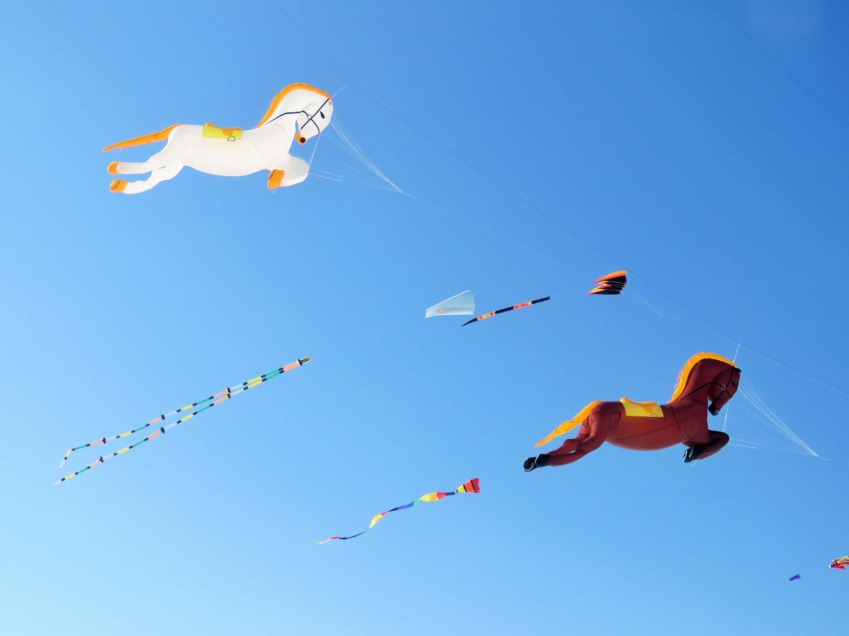 Giant kites at the Color of the Winds kite festival.JPG