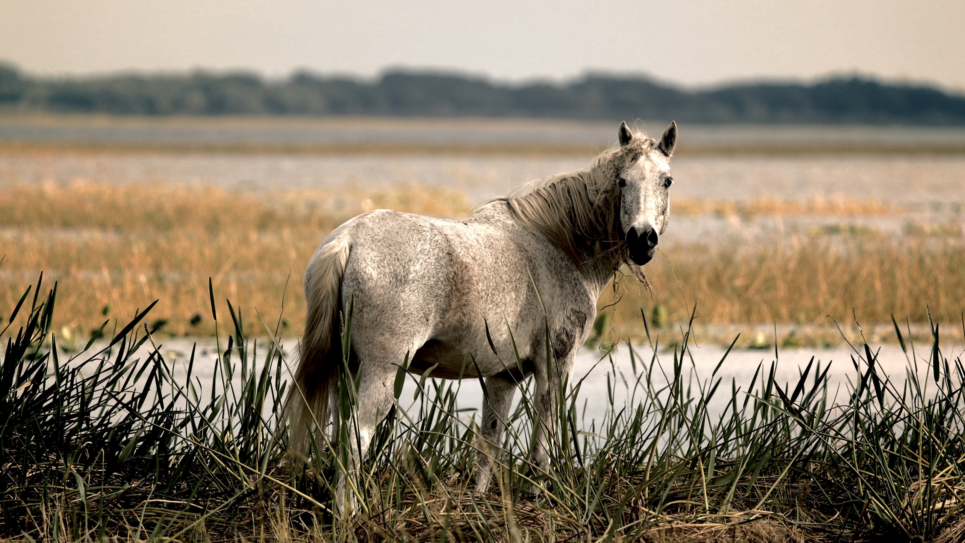 A horse wades through the water on the banks of Lake Kissimmee in Polk County, Florida. 