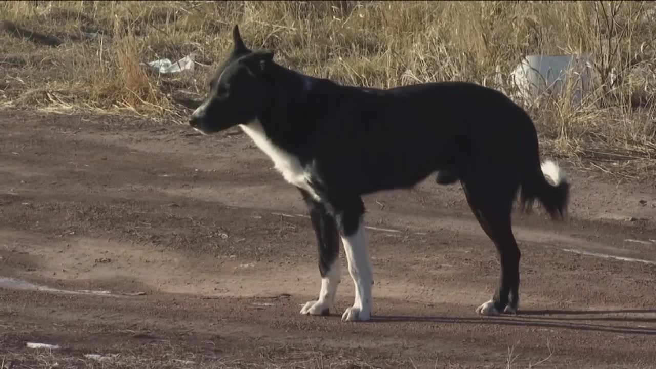 Montana state veterinarian reports rise in canine brucellosis - Vimarsana News