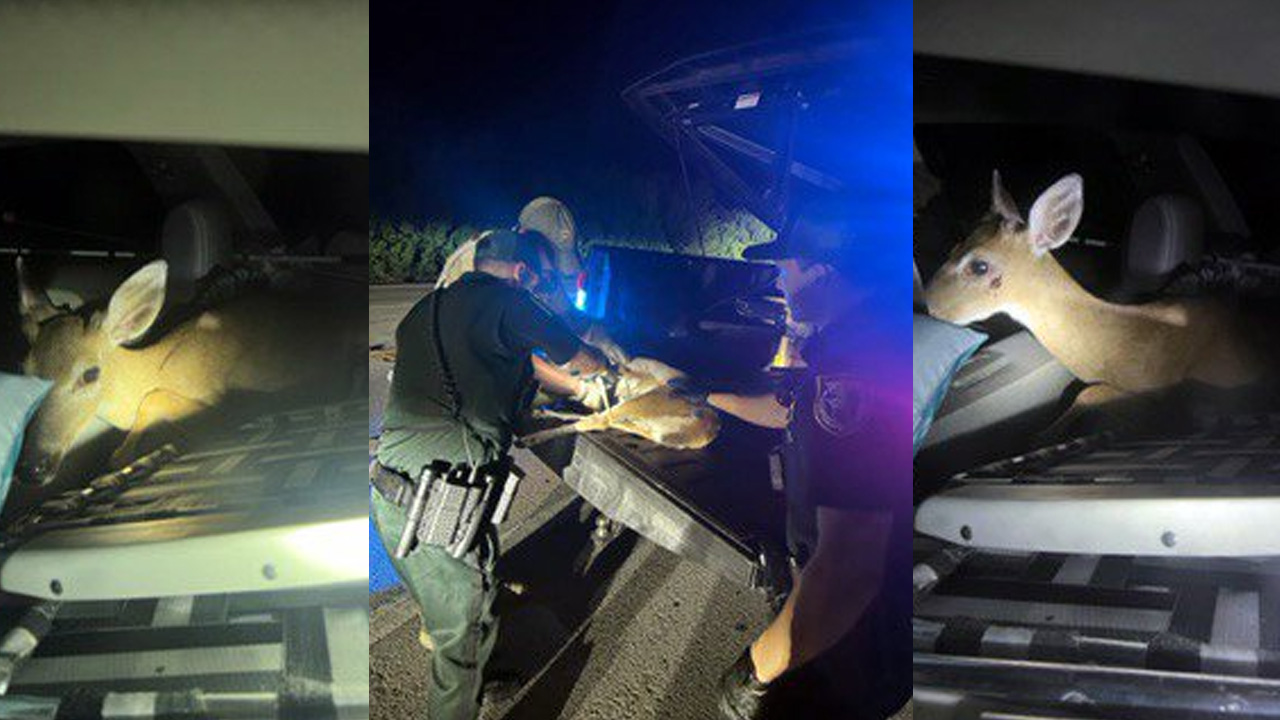 Two Miami men were arrested early Sunday in the Florida Keys after deputies found an injured Key deer in their vehicle.