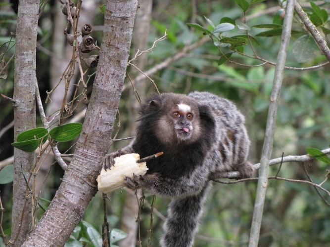 marmoset.jfif