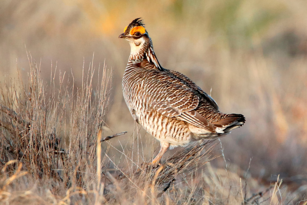 Lesser Prairie Chicken