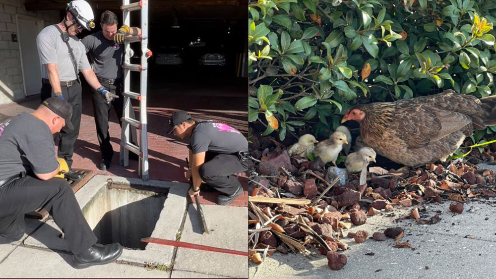 chickens saved.jpg