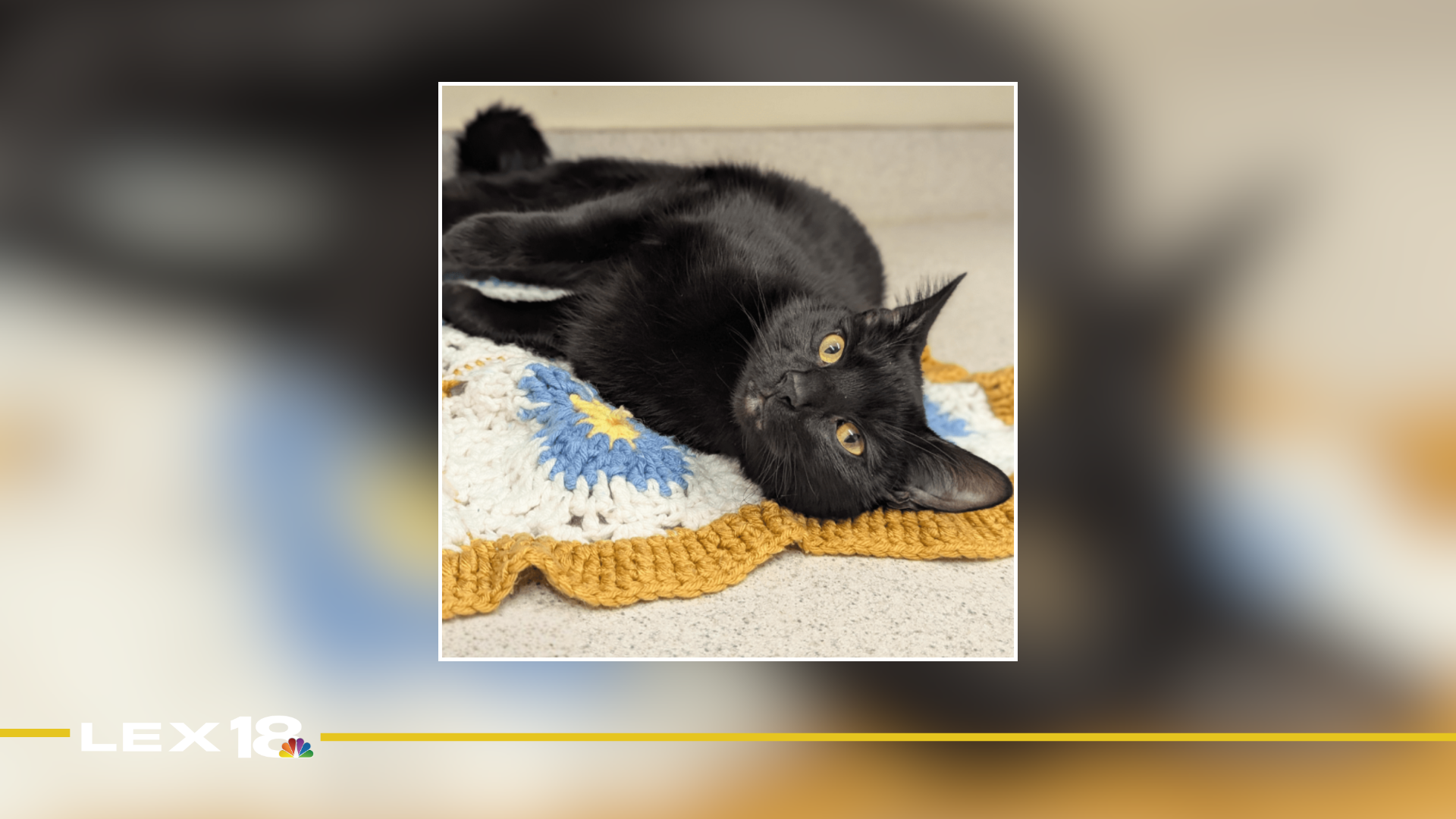 mugshot template  - 2026-01-27T114724.965.png