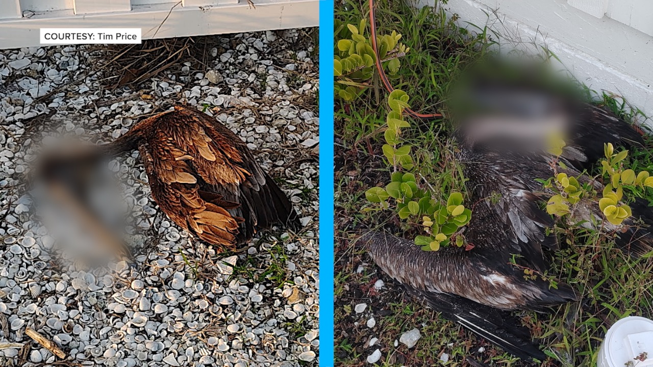 DEAD PELICANS AT BAT HOUSE PARK thumbnail.jpg