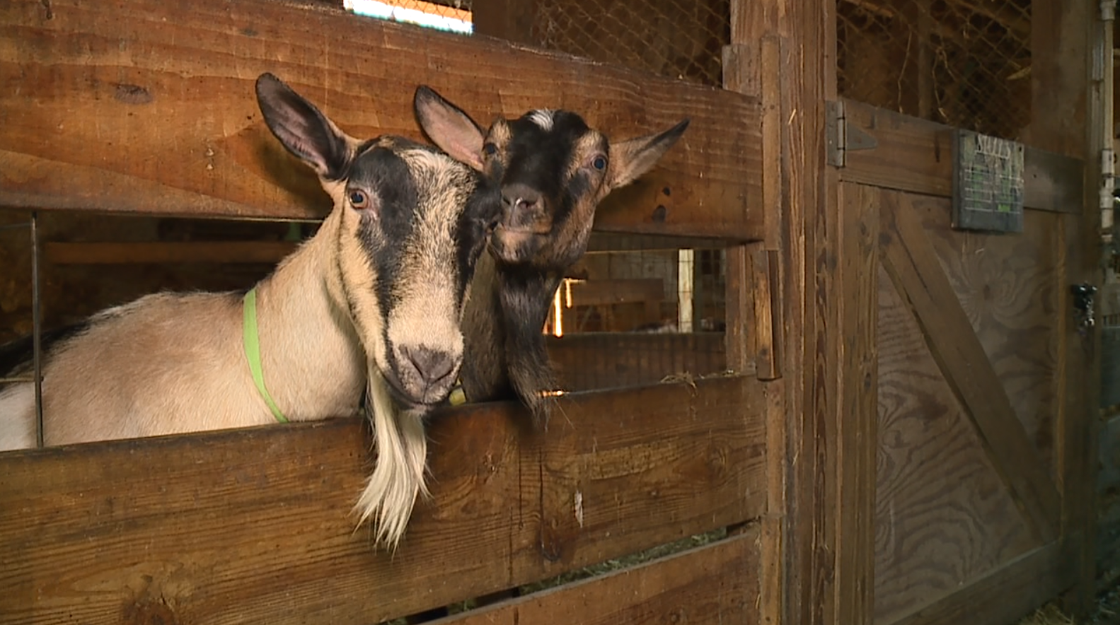Dancing Goat Farm