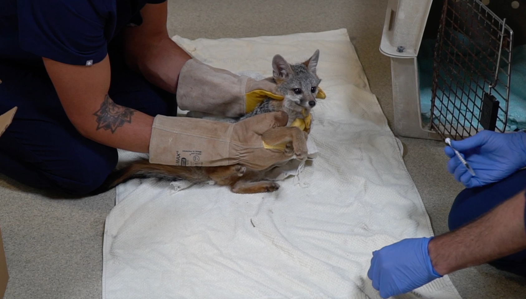 SDHS Gray Fox Release 2021-07-09_treatment.png