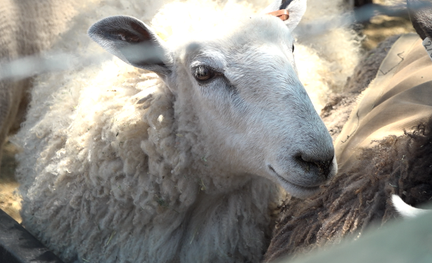 sheep