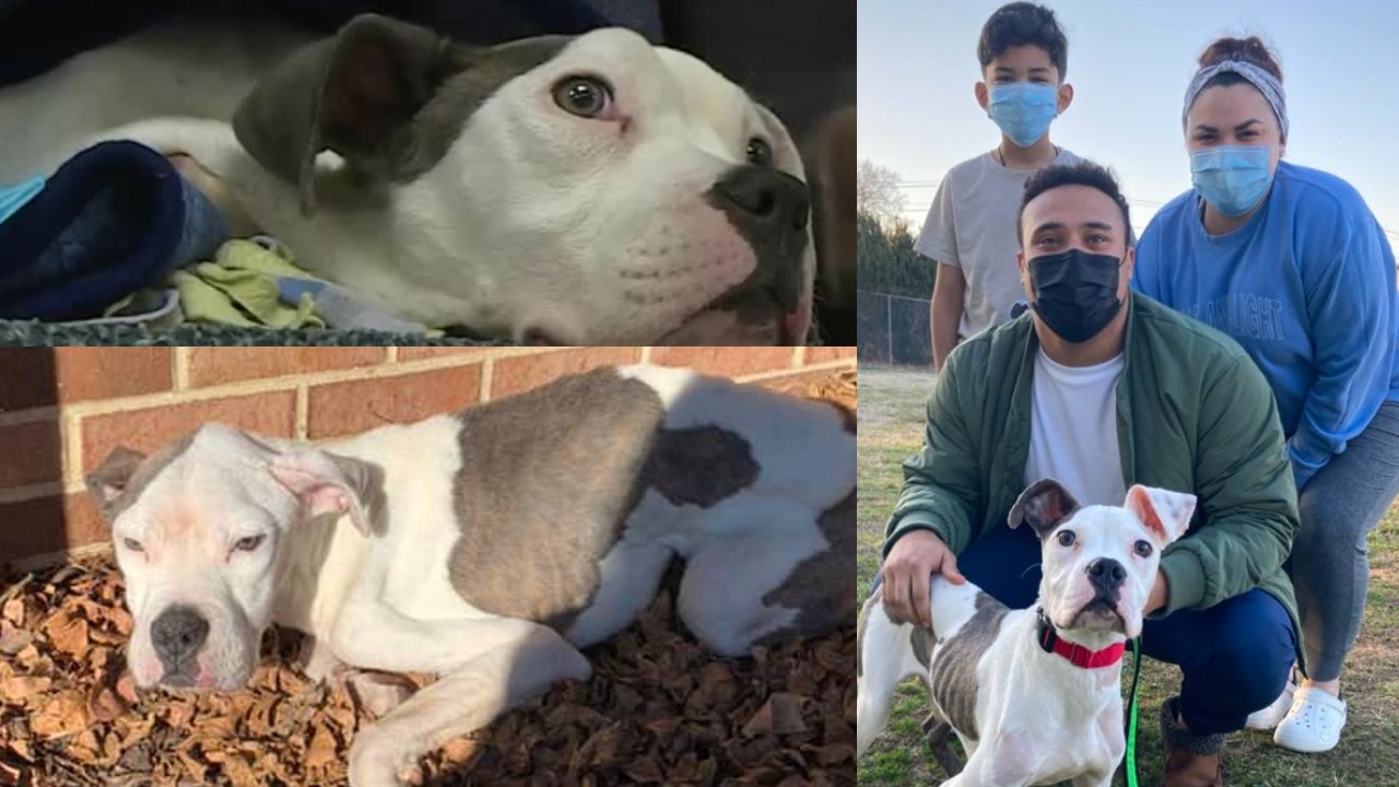 2-year-old boxer-pit mix named Olympus