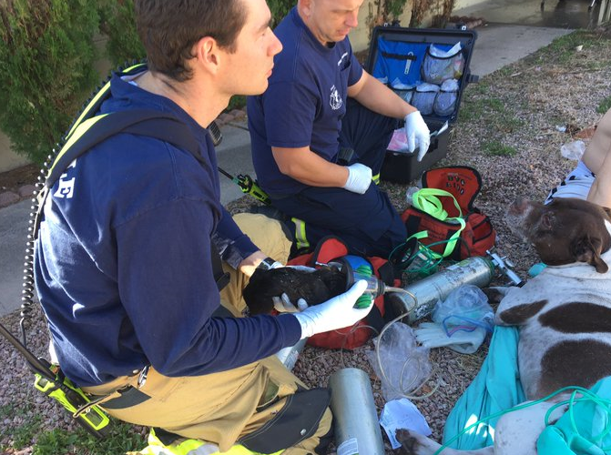 Woman, animals rescued in house fire near 84th Street and Camelback Road 