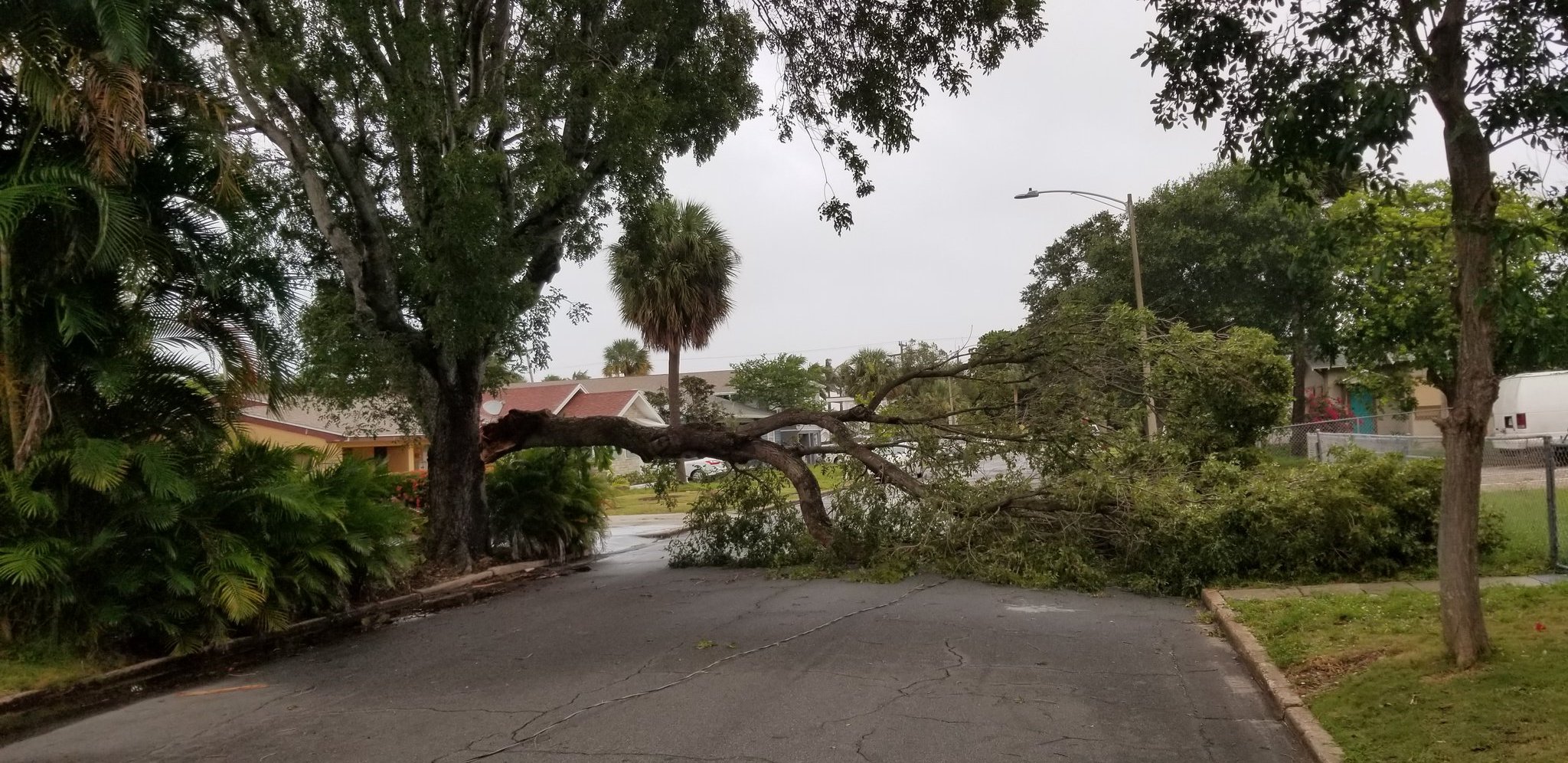 Tree downs power line in West Palm Beach