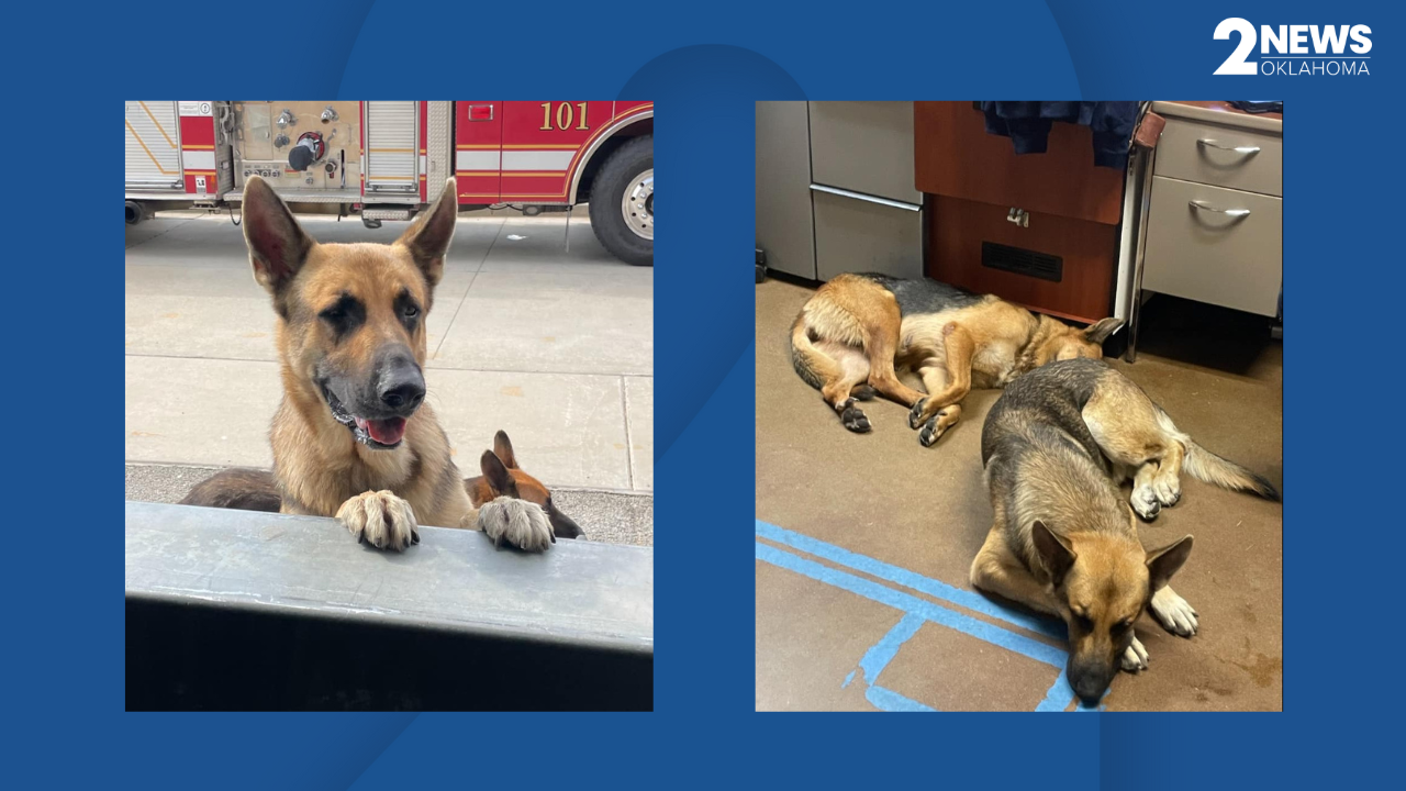 Tulsa Fire Department German Shepard