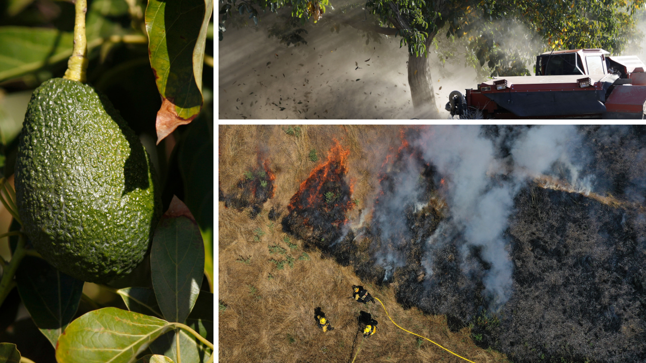 Ag Report: Avocados, Walnuts and Wildfires