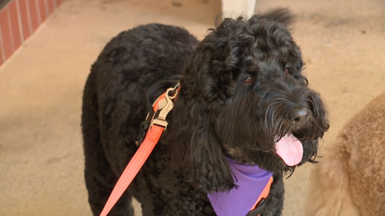 Groomer in Palm Harbor, sharing information on domestic violence's impact on pets