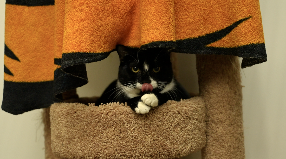 Animeals GUTS! visit