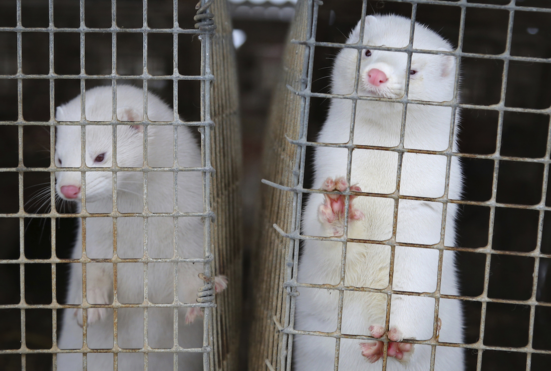 Denmark plans to kill 15 million minks after COVID mutation spreads to humans