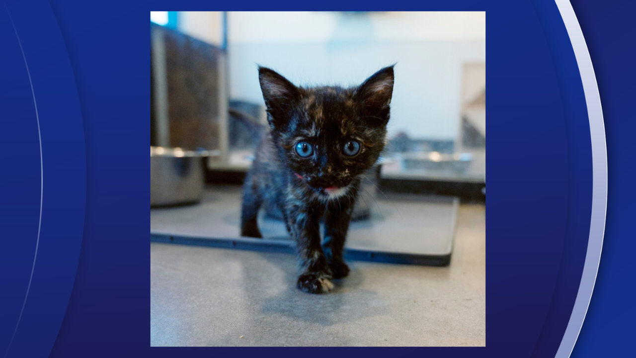 kitty.png