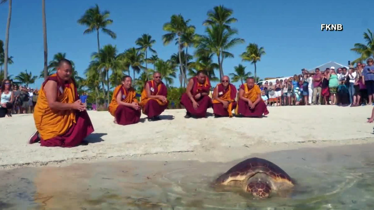 Visiting Tibetan monks helped release a rehabilitated sea turtle in the Florida Keys.