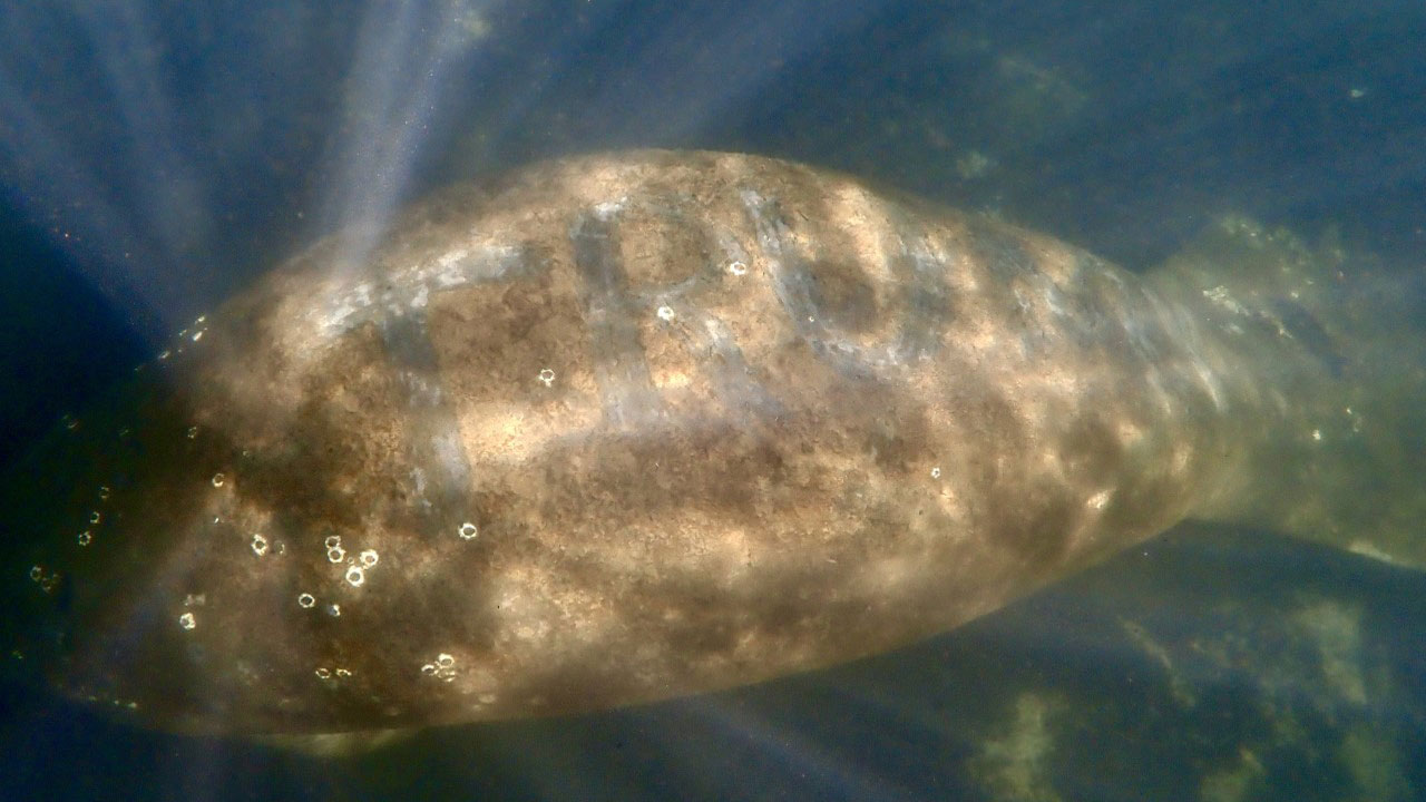florida-manatee-trump-carved-on-back.jpg