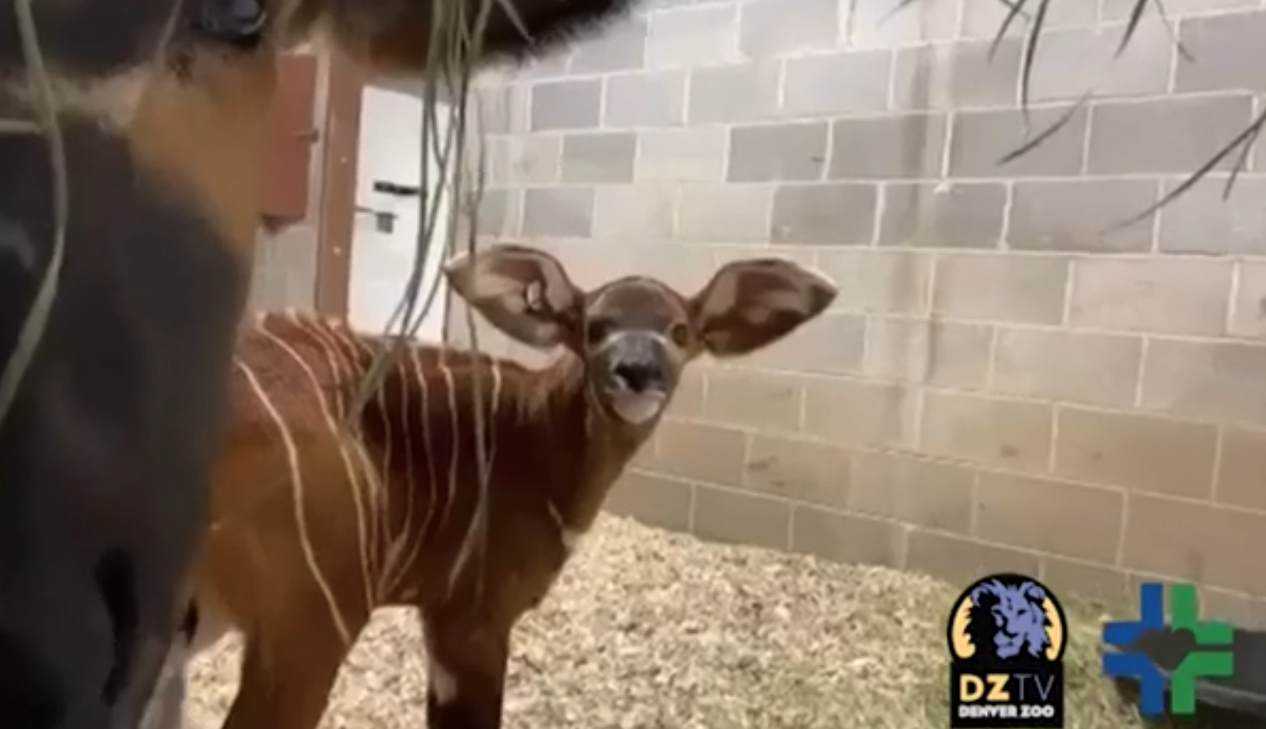 winston the bongo.png