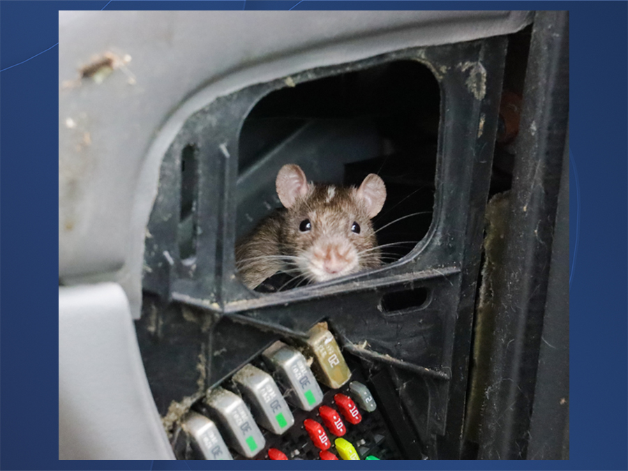 rats_rescued_sdhs.jpg