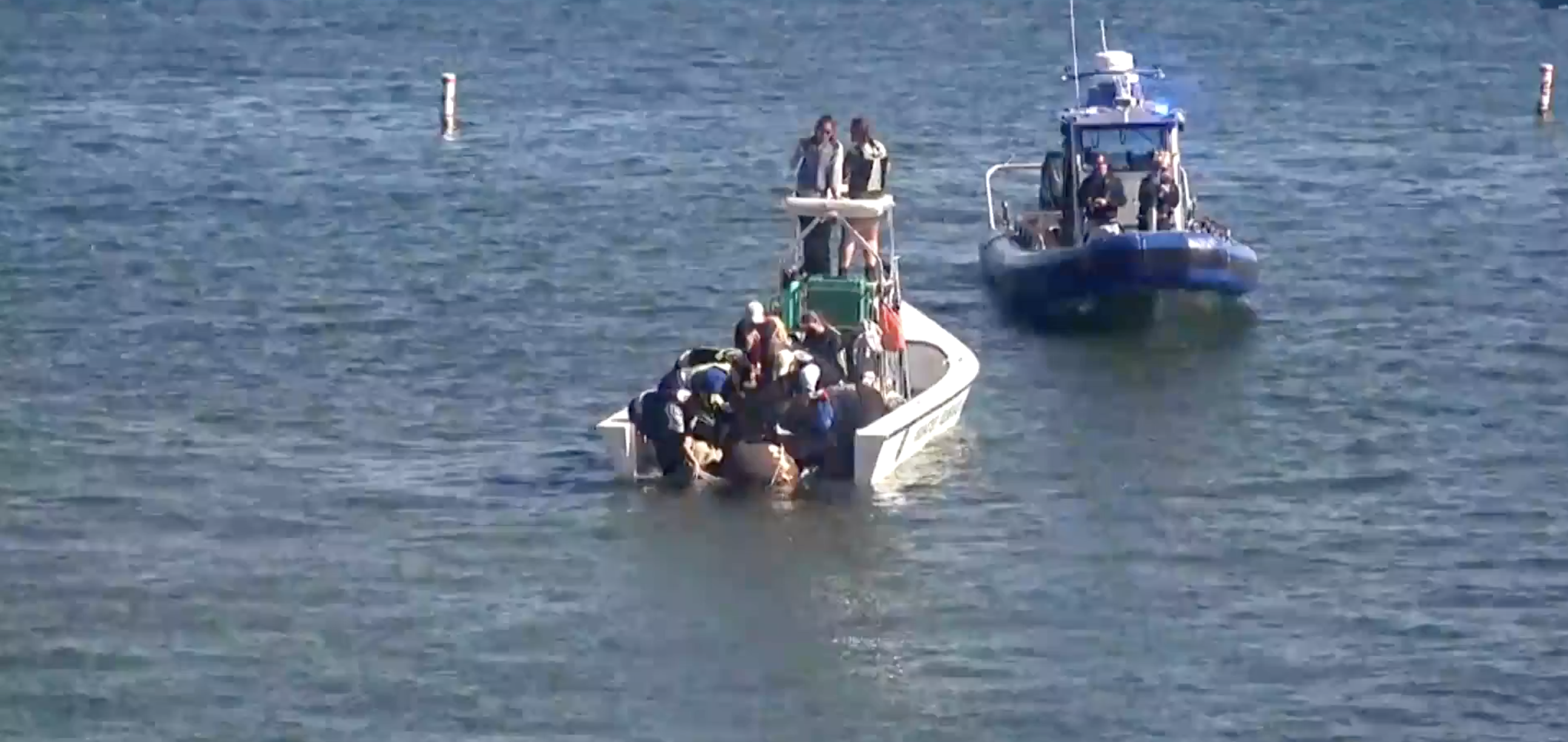 Manatee release at Manatee Lagoon 011822