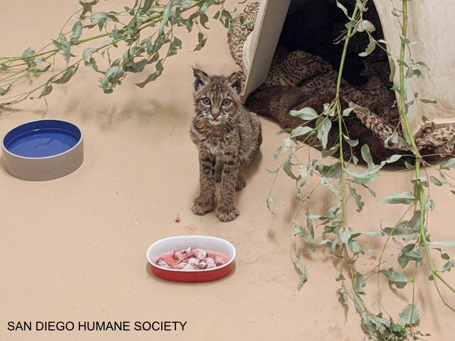 bobcat_rescue_humane_society1.jpg