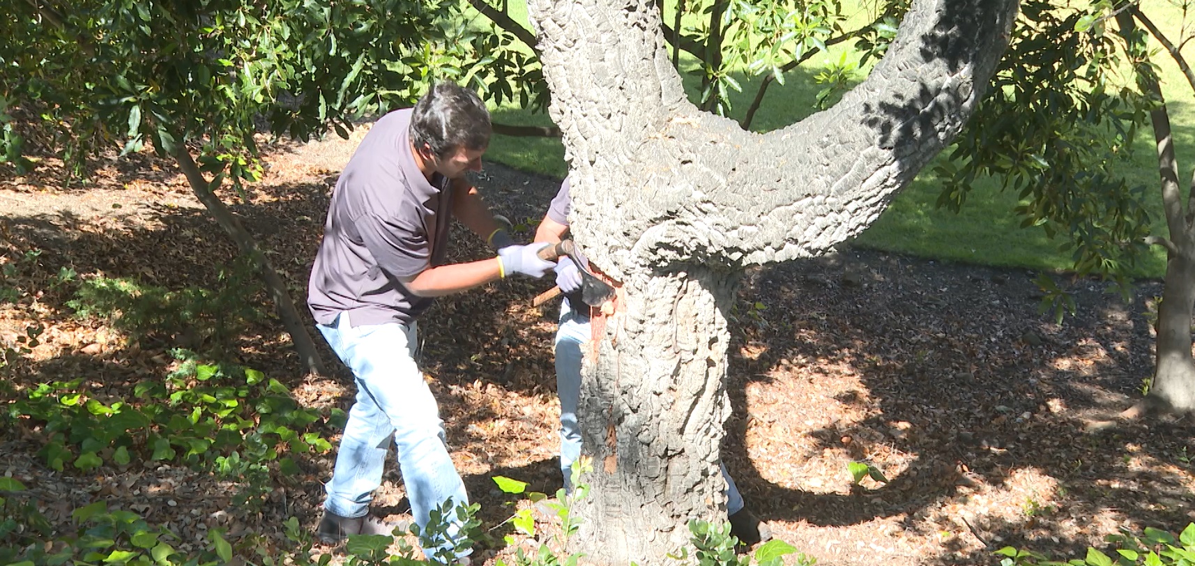 cork harvesting cal poly.jpg
