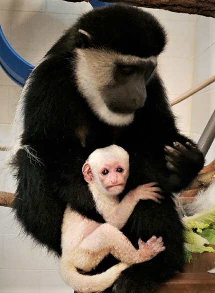 Binder Park Zoo new colobus monkey