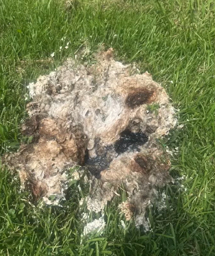 paper in yard .png