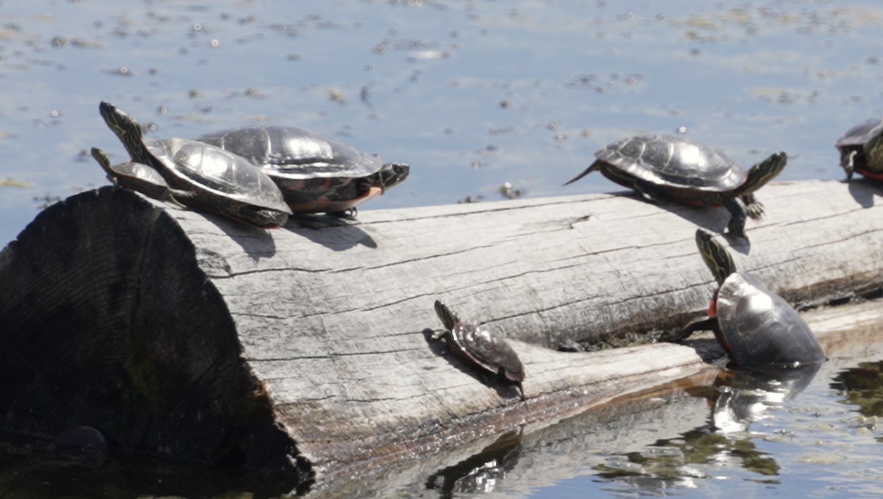 Western Painted Turtles: Spring Migration