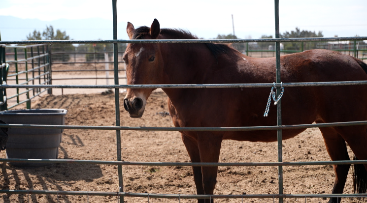 "If the wind hadn't changed, we would've been toast," Florence homeowners feared the worst during 24 fire