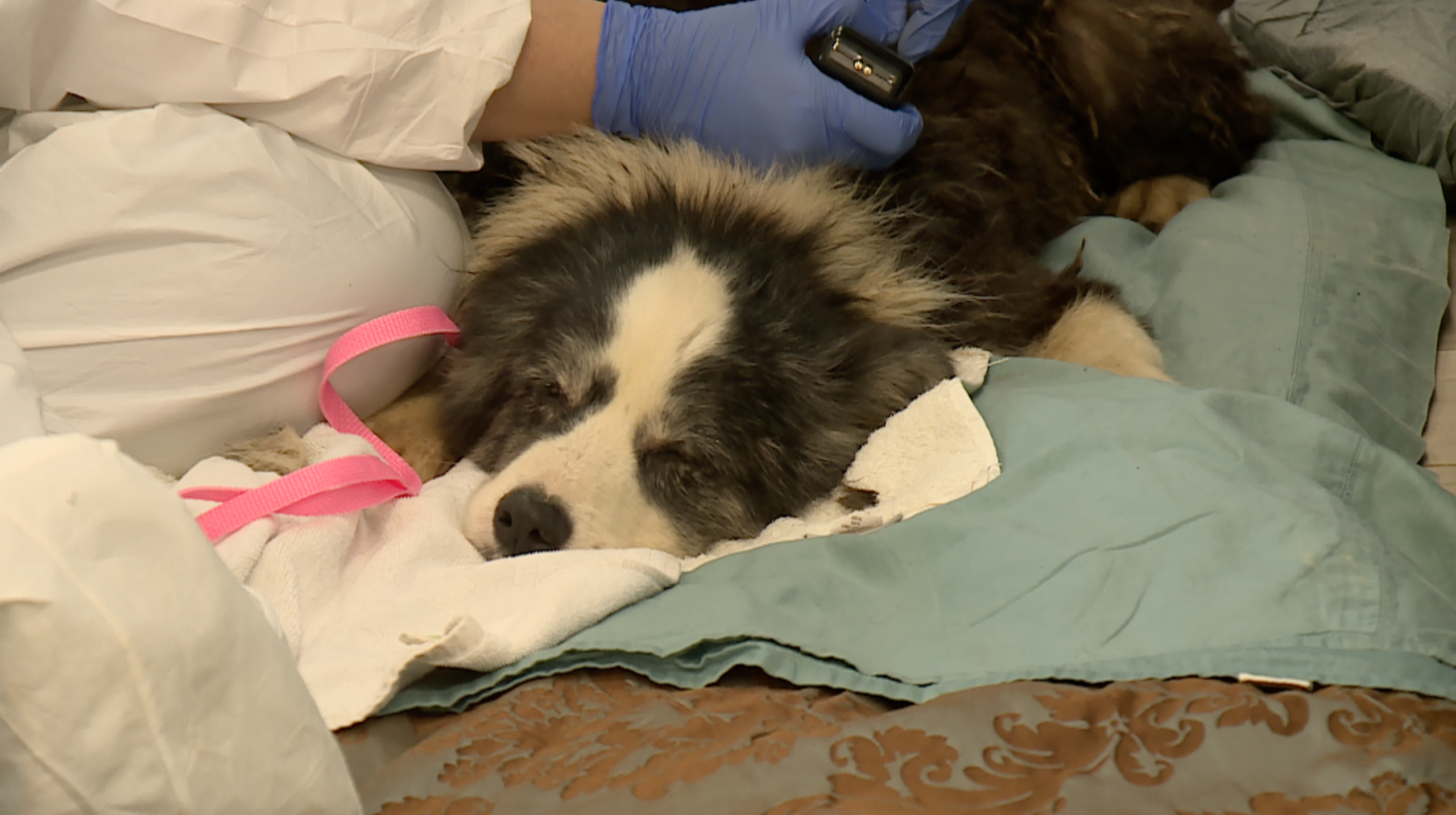'A house of horror': 36 dogs rescued from Palm City filth; lawmakers vow to strengthen Florida's breeder laws