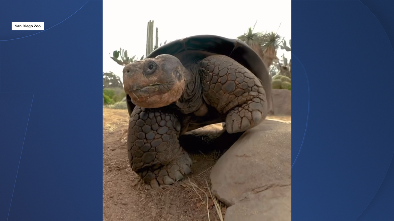 Gramma SD Zoo Dies 11/24/25