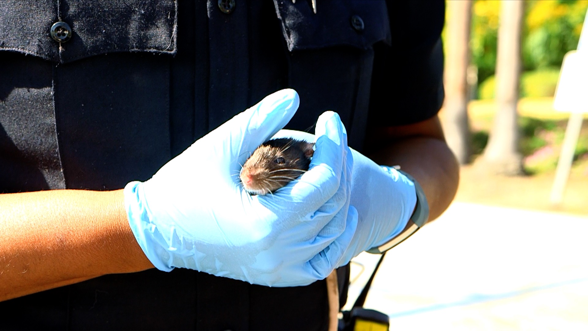 san diego humane society rats.jpg