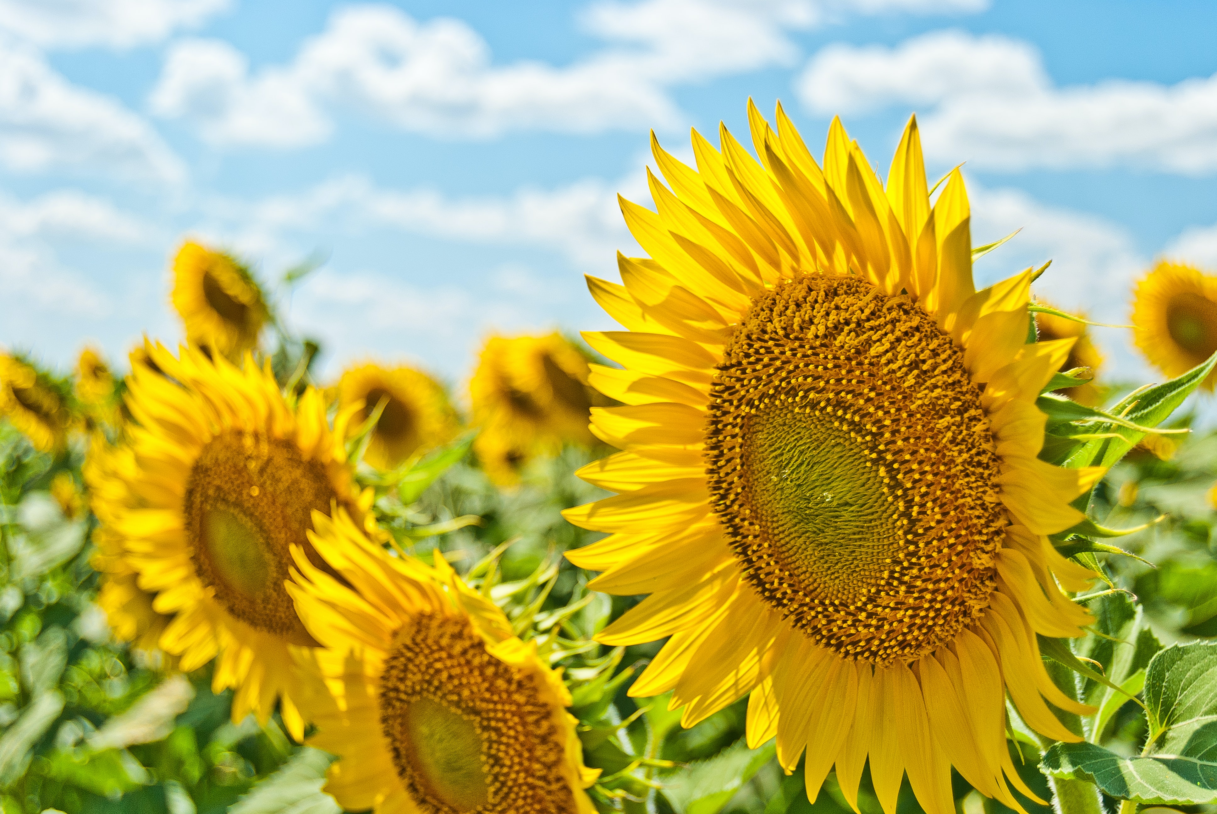 Sunflower_Aleksandr Eremin on Unsplash
