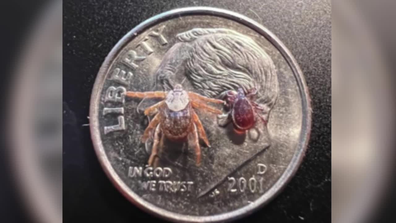 Deer tick found in Montana