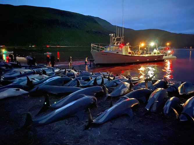 Faeroe Islands Dolphins