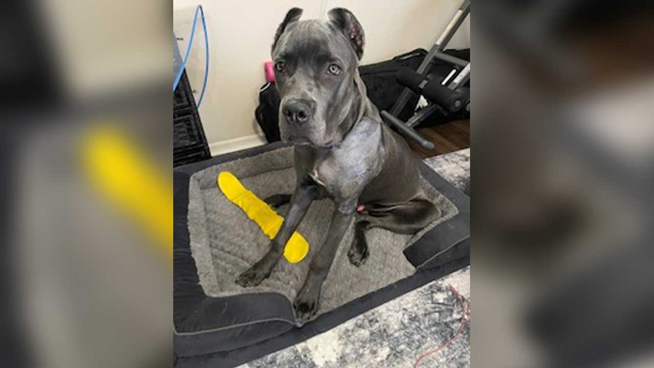 Apex the Cane Corso