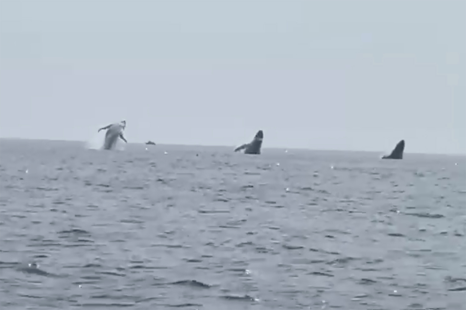 Whales Triple Breach