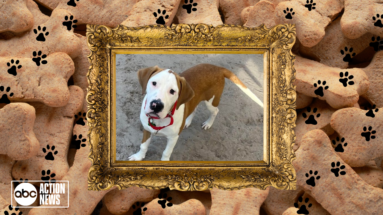 Rescues in Action: Frazier