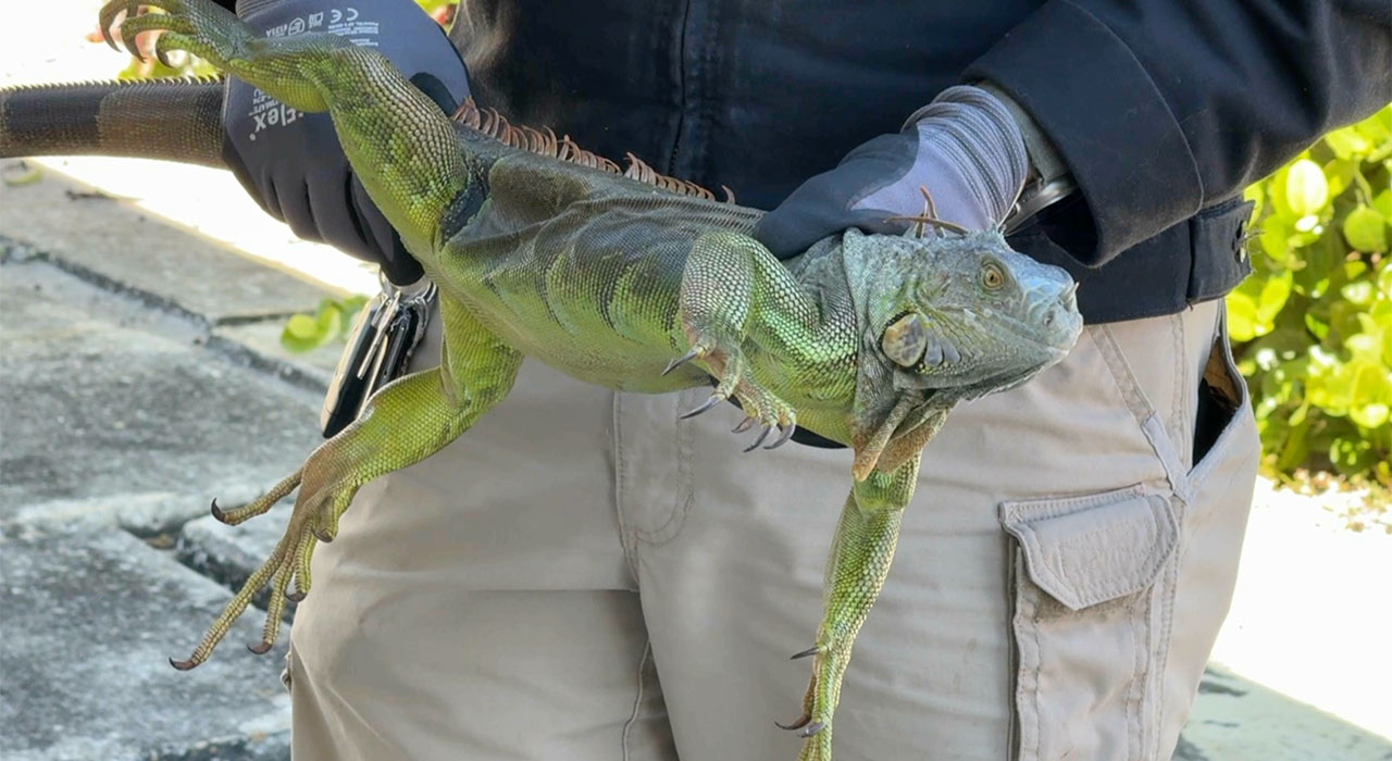 Iguanas at Tequesta FWC office 