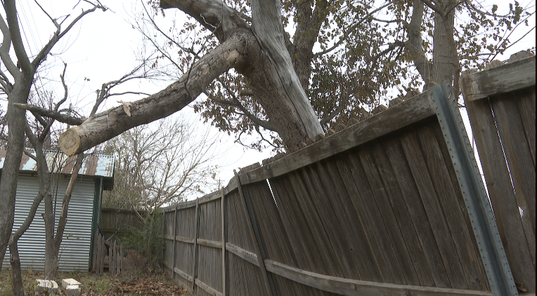 Tree on fence