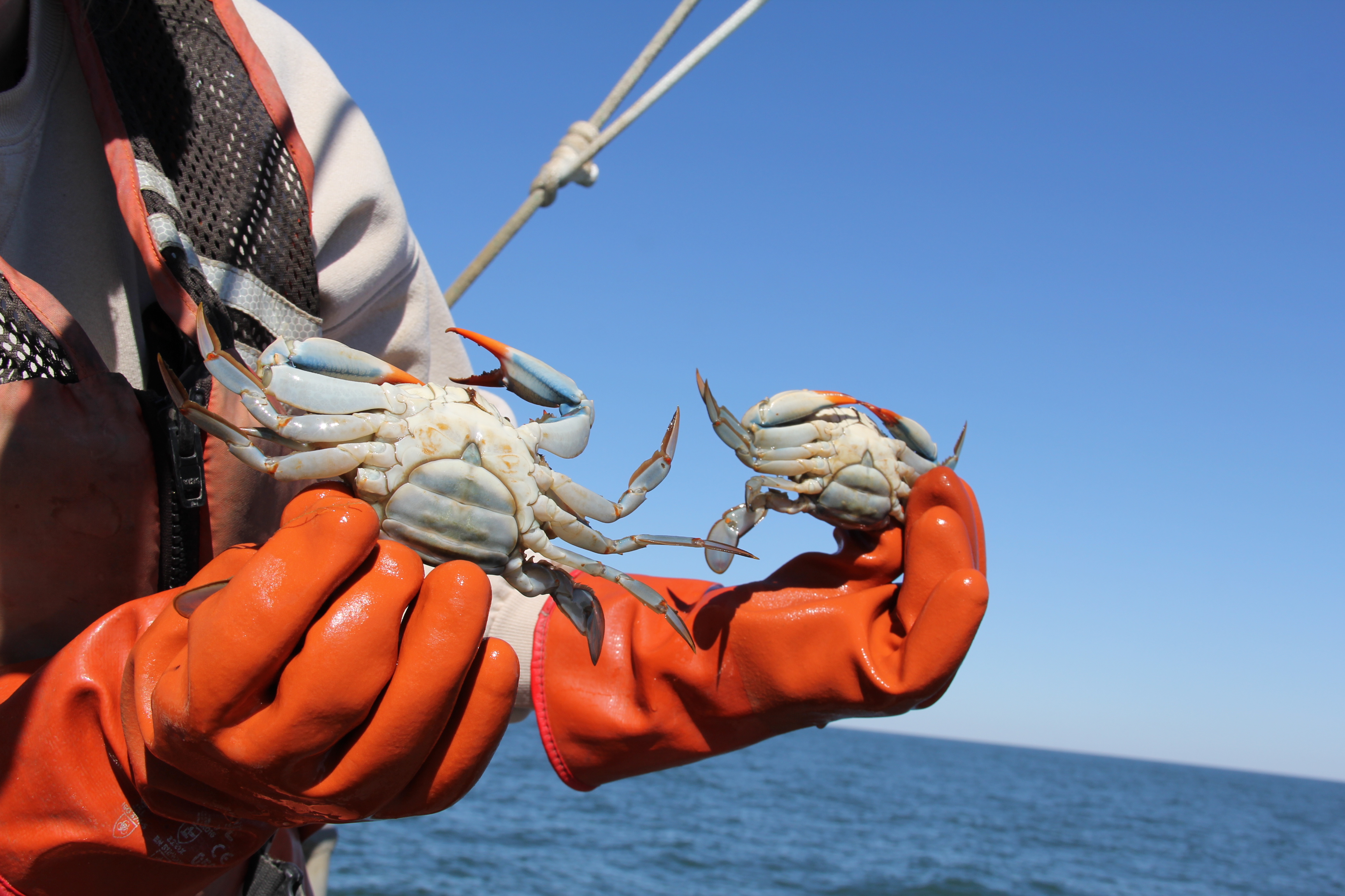 Blue Crab CBF.JPG