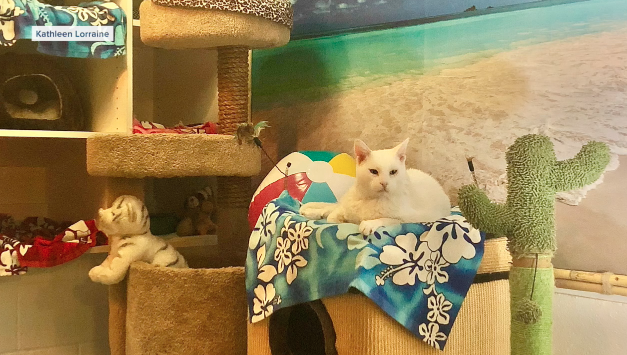 cat air bnb
