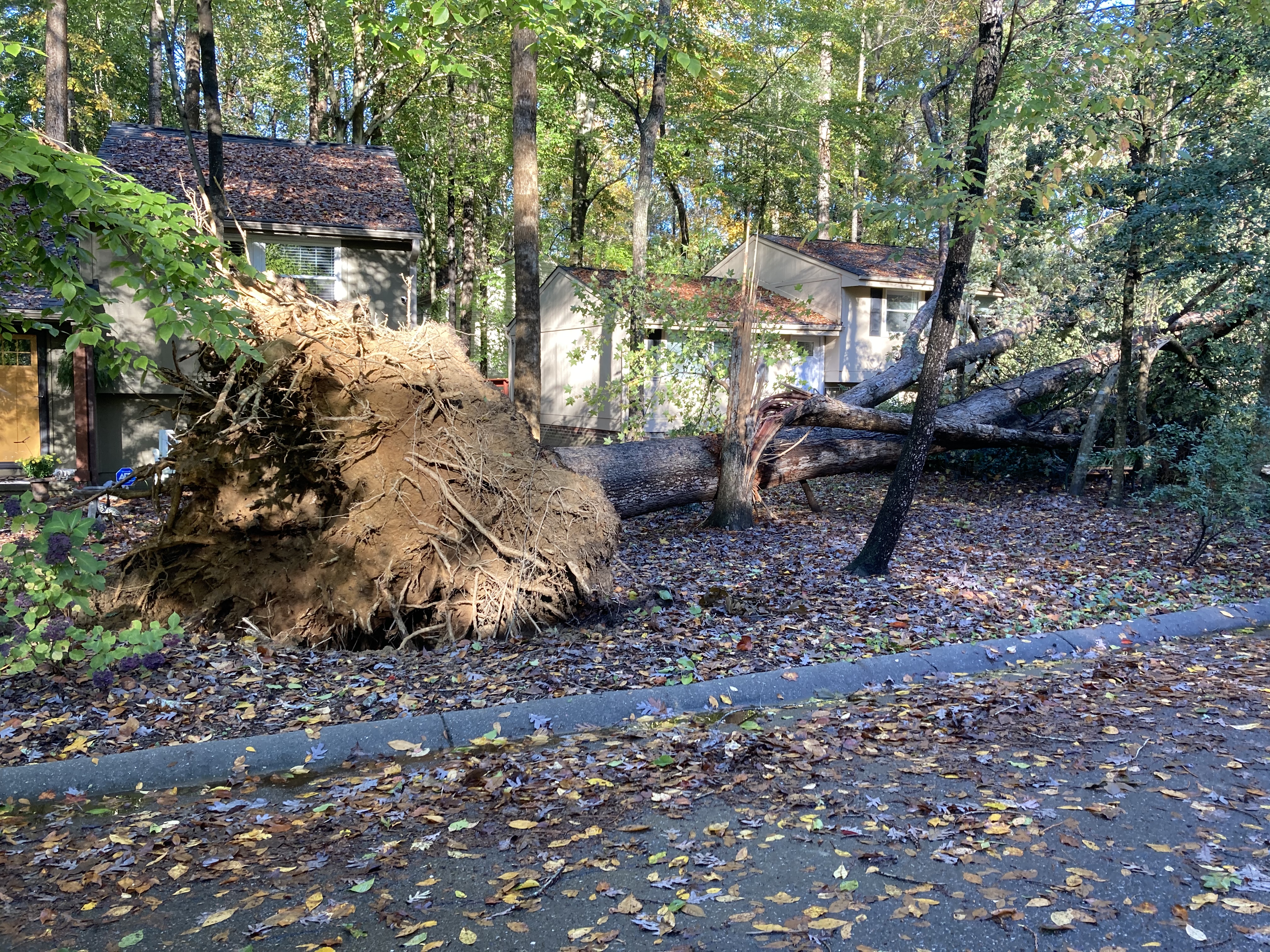 Chesterfield trees 02.jpeg